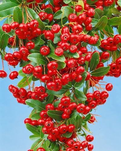 Pyracantha 'Red Column' 125-150 cm - Feuerdorn, rote Beeren, immergrün, ideal als Hecke, vogelfreundlich, pflegeleicht und winterhart