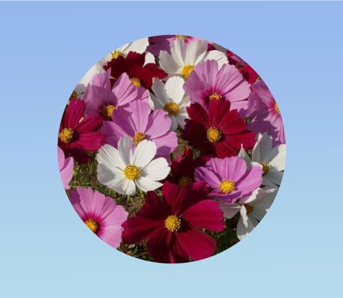 graines COSMOS SENSATION 1,5 grammes soit environ 175 graines - Cosmos bipinnatus - massif jardiniere ou pot