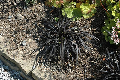 Ophiopogon planiscapus 'Nigrescens' ca. 9x9 cm Topf - Schwarzer Schlangenbart, immergrün, ideal für schattige Beete, pflegeleicht und winterhart
