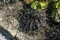 Ophiopogon planiscapus 'Nigrescens' ca. 9x9 cm Topf - Schwarzer Schlangenbart, immergrün, ideal für schattige Beete, pflegeleicht und winterhart