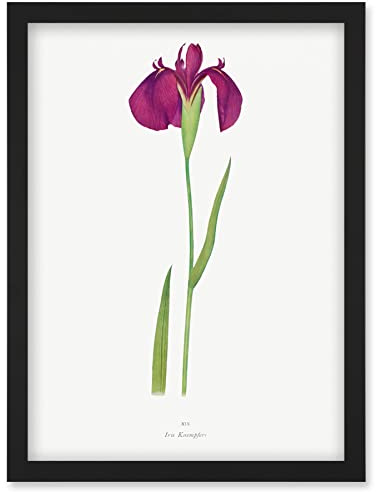 Wee Blue Coo Japanese Water Iris Flower Floral Stem Illustration on White Artwork Framed Wall Art Print A4
