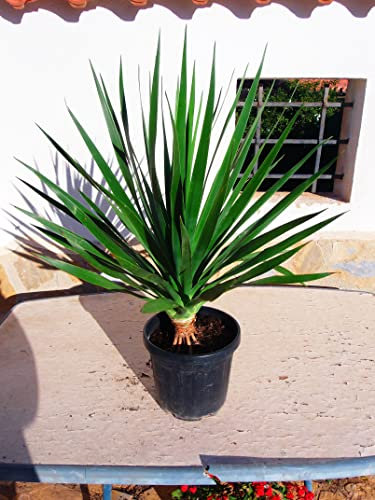 Dracaena Draco - kanarischer Drachenbaum - Eine rundum schöne Pflanze