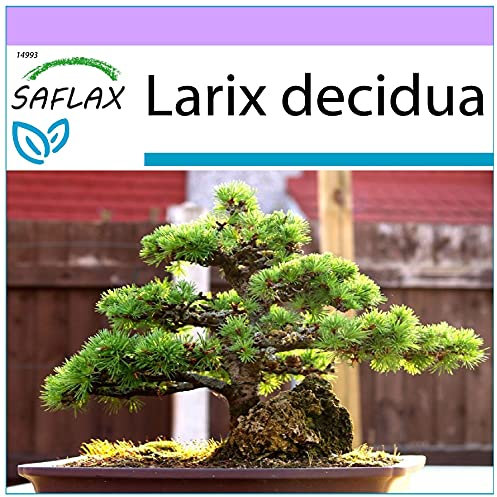 SAFLAX - Bonsai - Europäische Lärche - 75 Samen - Larix decidua
