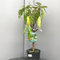 SAVINI VIVAI Pianta Nana di Pesco Piante da Frutto Nane Pesca Albero in vaso 22-24 cm 2-3 Anni Altezza 100-110 cm Made in Italy