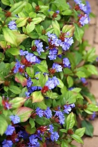 Kriechende Hornnarbe Ceratostigma plumbaginoides 60 Pflanzen Ø9 cm 10-25 cm | bodendecker, winterhart und pflegeleicht, sonne und Halbschatten, für Beet und Kübel