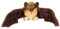 Wild Republic 11653 12291 Plüsch, braun, Kleiner Brauner Fledermaus