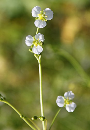 WASSERPFLANZEN WOLFF - 2er-Set - Alisma plantago-aquatica - winterhart - Froschlöffel, weiß - heimisch - QUALITÄTSSTAUDEN in 9er Töpfen
