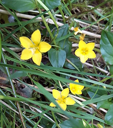 LYSIMACHIA NEMORUM Wild Creeping Jenny' Green Ground Cover Hardy Creeper with Yellow Flowers