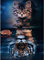 Aapxi Malen Nach Zahlen Erwachsene Tiere- AnfäNger Kinder Malen Nach Zahlen für Katze und Tiger 4 HolzbüRsten und Acrylfarbe Faltenfreie Leinwand 40 X 50 cm