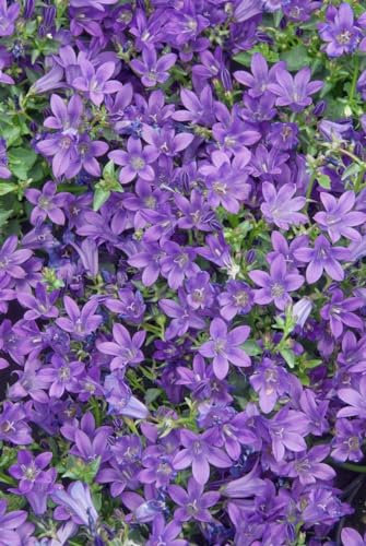 Campanula portenschlagiana 'Resholt' ca. 9x9 cm Topf - Dalmatiner-Glockenblume, violette Blüten, Blütezeit Mai-September, ideal für Steingärten, pflegeleicht und winterhart