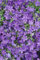 Campanula portenschlagiana 'Resholt' ca. 9x9 cm Topf - Dalmatiner-Glockenblume, violette Blüten, Blütezeit Mai-September, ideal für Steingärten, pflegeleicht und winterhart