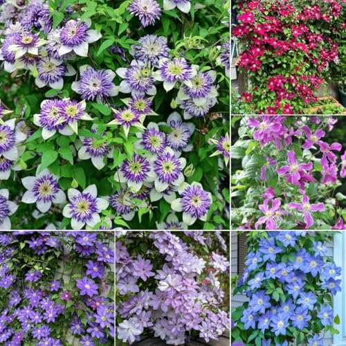 4 pcs Clematis Zwiebeln pflanzen für draußen blumen winterhart Clematis Winterhart Mehrjährig Zwiebeln blumen pflanzen exotische pflanzen kübelpflanzen blumenzwiebel, rankpflanzen