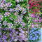 4 pcs Clematis Zwiebeln pflanzen für draußen blumen winterhart Clematis Winterhart Mehrjährig Zwiebeln blumen pflanzen exotische pflanzen kübelpflanzen blumenzwiebel, rankpflanzen