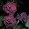 Rose pflanzen knollen winterhart - Seltene Rosenpflanze - Strauchrosen, Duftrosen - Edelrosen in vielen Sorten und Farben-5Pflanze-J