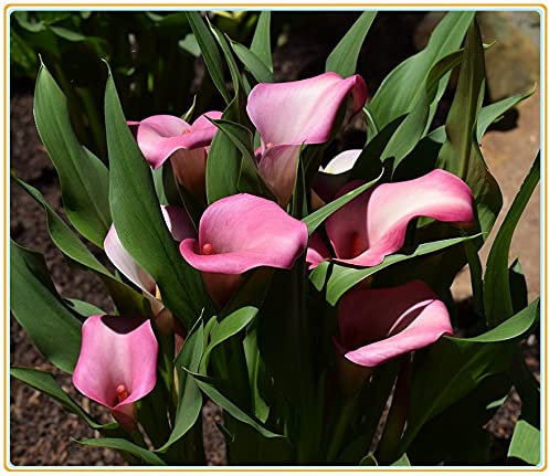 Calla-Lilienzwiebel, winterhart, grünblättrig, seltene Arten, Dekorationen, geheimer Garten, Weihnachtsgeschenke, mehrjährig, Pflanzen, duftend, reinigende Luft – 20 Samen