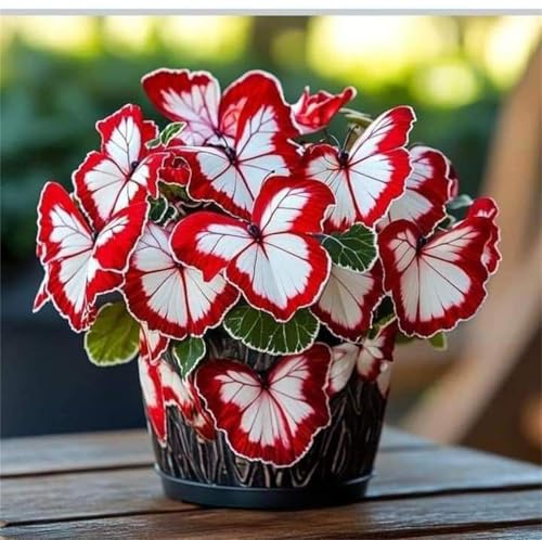 Hibiscus, resistente all'inverno, facile da coltivare. Grande formato, perfetta idea regalo, facile da pulire, 2 cipolle