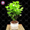 10pcs / bag Jasmin Samt (Geranium-Saatgut) molly Bonsai Blumensamen zarte Duft Jasmin Pflanze für Hausgärten