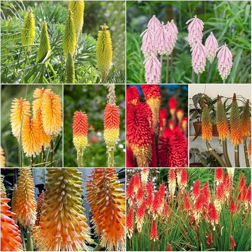 fackellilie topfpflanzen schnittblumen stauden gartensamen pflanztopf mini garten gartenpflanzen Kniphofia Uvaria 100samen