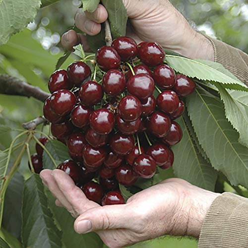 YouGarden - 2 x Stella Cherry Trees Bare Root - Pair of Bare Root Trees for Gardens - Grow Your Own Cherry Tree