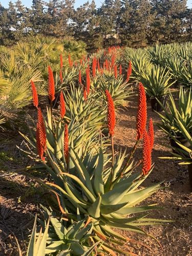 Aloe Erborescens, Pianta grassa, Pianta ornamentale da esterno prodotta da Vivai del Sole vaso diametro cm 35