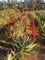 Aloe Erborescens, Pianta grassa, Pianta ornamentale da esterno prodotta da Vivai del Sole vaso diametro cm 35