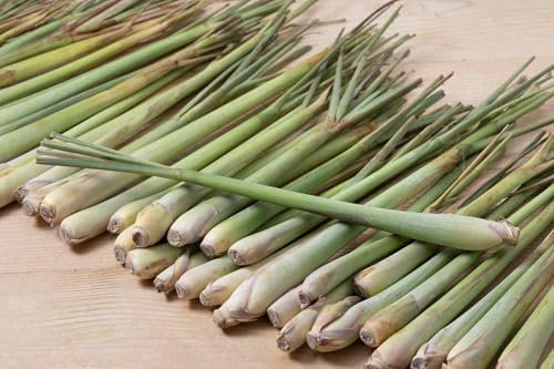 Graines de Citronnelle du Gabon - Cymbopogon citratus - Sachet d'environ 400 graines - Graines de style - Entreprise française