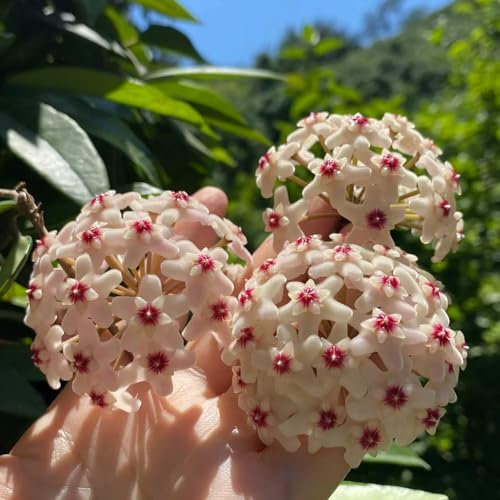 Semillas de hoya - Semillas de flores de Hoya planta colgante real plantas de balcón resistentes plantas en macetas resistentes plantas exóticas - Plantas raras - plantas de interior 600pcs