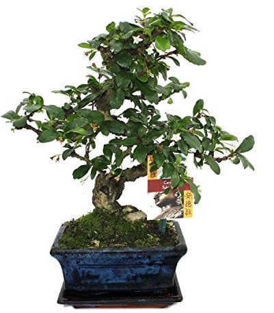 Exotenherz - Bonsai Fukientee - Carmona microphylla - ca. 6 Jahre