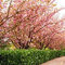 Japanische blühende Kirschbaum-Samen (Prunus serrulata) 10 + Seeds (10+)