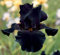 Alte schwarze Magie Hohe Bärtige Iris Pflanze Topft mit duftenden schwarzen Blumen Einfach wachsen Garten Staude (4 Zwiebeln)