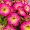 Petunie, pink-gelb, hängend, Topf-Ø 13 cm, 6 Pflanzen