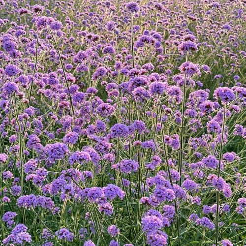 eisenkraut mehrjährig - garten winterhart, stauden verbene bio hochbeet, balkon 500samen