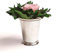 ROSEMARIE SCHULZ Heidelberg Infinity Blume in silberfarbenen Becher 1 ewige Rose konserviert Blumenstrauß langhaltend (Rosa, 1 Rose)