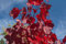 Rot-Ahorn Ac. rubrum Pflanze 5-10cm Scharlach-Ahorn Sumpf-Ahorn Ahorn