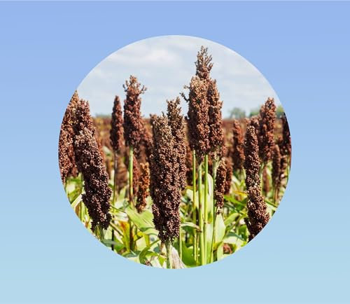 500 graines SORGHO - soricum - AROMATIQUE - engrais vert - utilisés dans les bouquets frais ou séchés