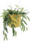 KENTIS - Hoya Wayetii - Piante Vere da Appartamento Ornamentali - Pianta Tropicale da Interni Ricadente - Fiore di Cera - Vaso Ø 14 cm