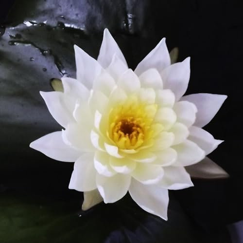 ANGEBOT : Teichpflanzen Seerosen : Nymphaea Seerose Andreas Berthold winterhart Pflanztiefe bis 150 cm - 2 Pflanzen -