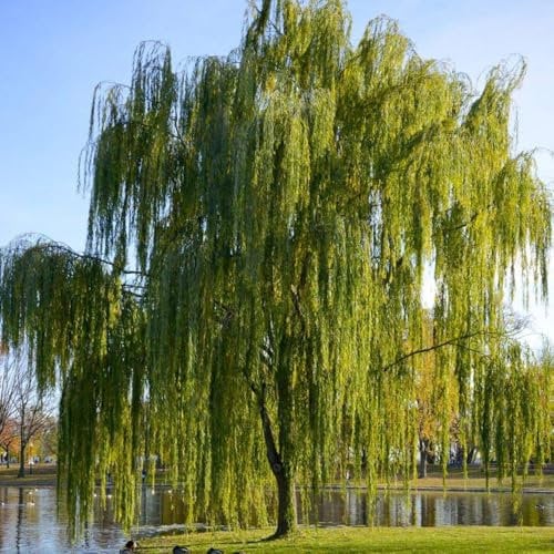 5 pcs Trauerweide Samen, Geschenke Für Gartenfreunde Trauerweide Baum Kaufen, Willow, Salix, Hochbeet Für Balkon bonzai baum, trauerweide kaufen bonsai baum, zimmerpflanzen samen Seltene