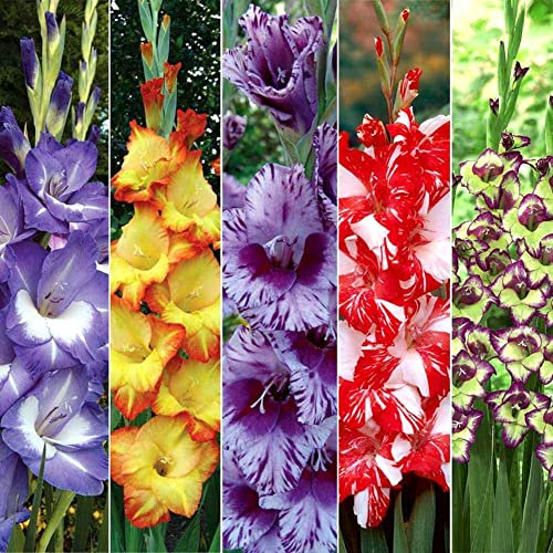 Gemischte Gladiolo-Birne mit lebendigen Gladiolen-Birne können als Dekoration für den Garten oder den Topf im Gefäß verwendet werden