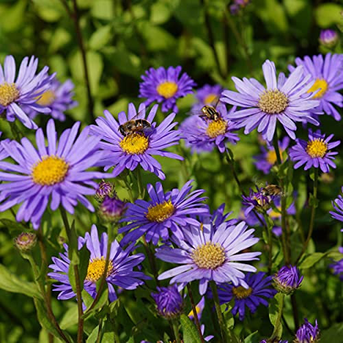 Blumixx Stauden Aster x frikartii 'Mönch' - Sommeraster im 0,5 Liter Topf blauviolett blühend