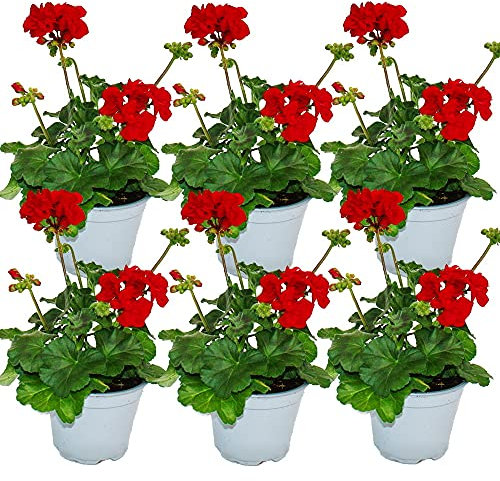 Exotenherz - Geranien stehend - Pelargonium zonale - 12cm Topf - Set mit 6 Pflanzen - dunkelrot