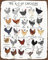 Huhn-Druck, Hühnerrassen-Kunst, Alphabet-Poster, Hühnerliebhaber-Geschenk, Hühnerplakat, Hühnerrassen-Farm-Hühnerstall-Dekor, Werkzeug-Blechschild, 20,3 x 30,5 cm