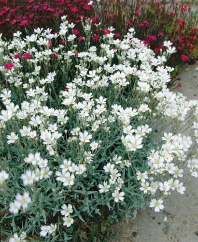 Cerastium biebersteinii ca. 9x9 cm Topf - Silberteppich, weiße Blüten, Blütezeit Mai-Juni, ideal für Steingärten, bodendeckend, pflegeleicht