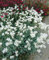 Cerastium biebersteinii ca. 9x9 cm Topf - Silberteppich, weiße Blüten, Blütezeit Mai-Juni, ideal für Steingärten, bodendeckend, pflegeleicht