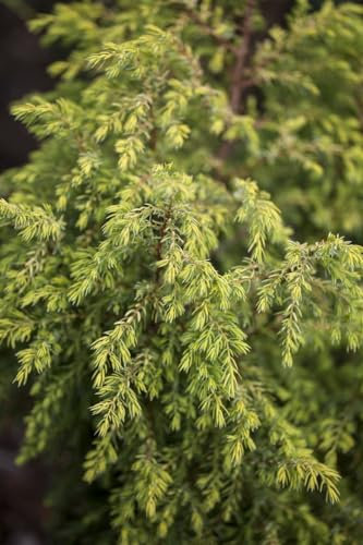 Juniperus communis 'Gold Cone' 30-40 cm – Winterhart, Immergrün, Pflegeleicht – Gemeiner Wacholder – Kübelpflanze für Terrasse & Garten