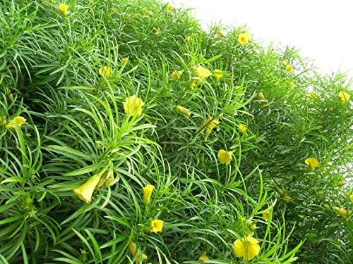 Portal Cool Las semillas del paquete: 15 Thevetia nerifolia, Lucky Tuerca semillas, Amarillo Adelfa, adelfa mexicana