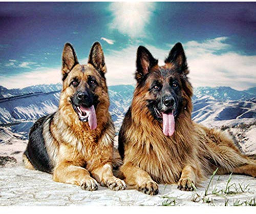 ZHXXFD Diamond Painting Complet Chien De Berger 40X50Cm Broderie Diamant Diy Kit Peinture Diamant 5D Complet Animaux Tableau Perle Strass Grande Taille Puzzle Point De Croix(206)