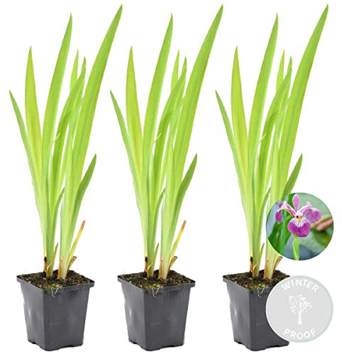 3x Iris 'Versicolor' – Iris salvaje – Planta de estanque – Resistente – ⌀9 cm - 20-30 cm