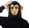 Gorilla Latex Mask Schwarze Gorilla Maske Affenmaske Wildtiermaske Realistische Masken Neuheit Halloween Verkleiden Kostüm Party Tier Anime Cosplay Masken für Party Requisiten