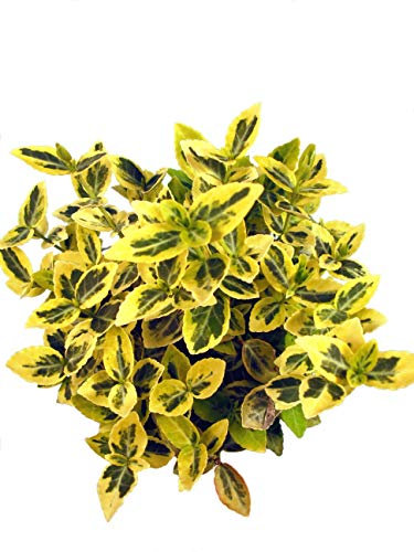 Spindelstrauch - Emerald Gold - Winterharter kleinwüchsiger Strauch